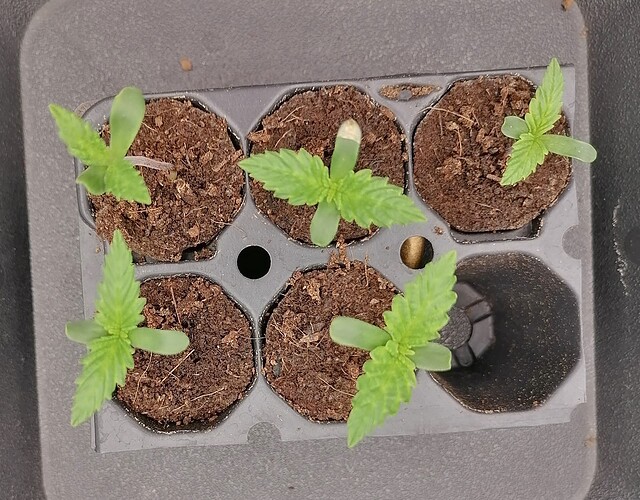 Growreport Bild 31