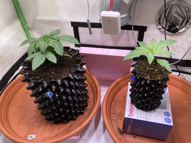 Growreport Bild 1