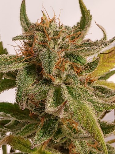 Growreport Bild 7