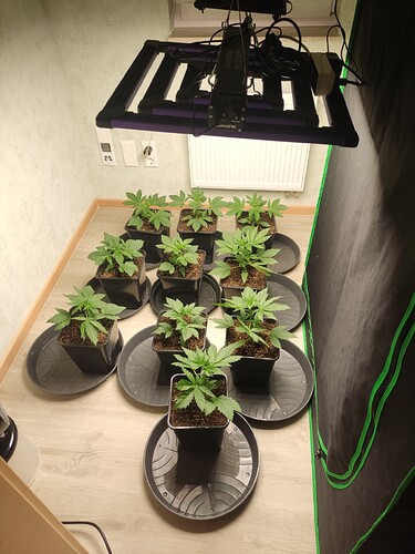Growreport Bild 3