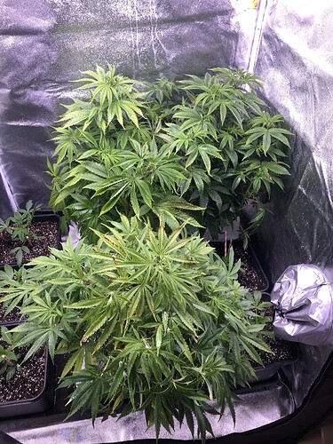Growreport Bild 3