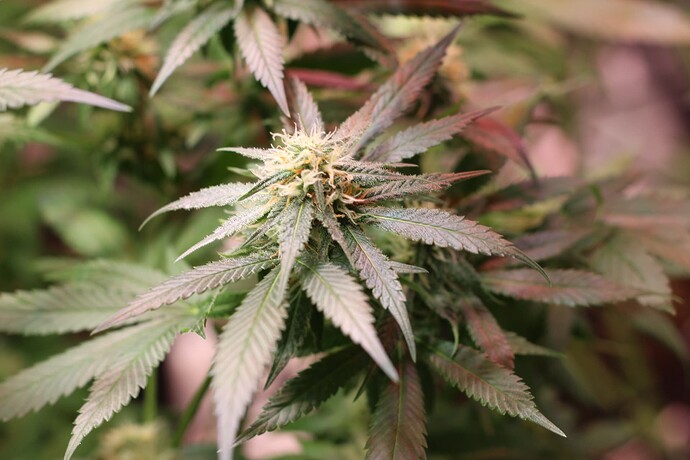 Growreport Bild 5