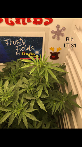 Growreport Bild 15