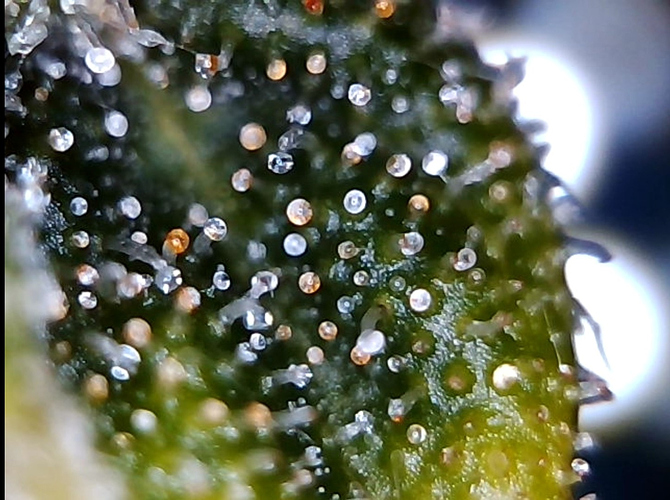 Growreport Bild 10