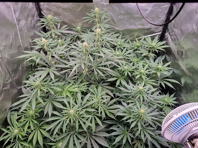 Growreport Bild 4