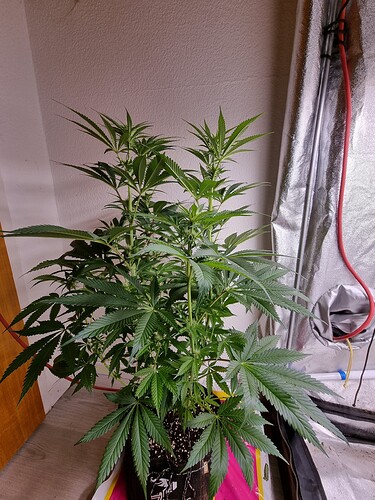 Growreport Bild 5