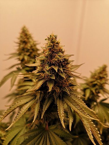 Growreport Bild 3