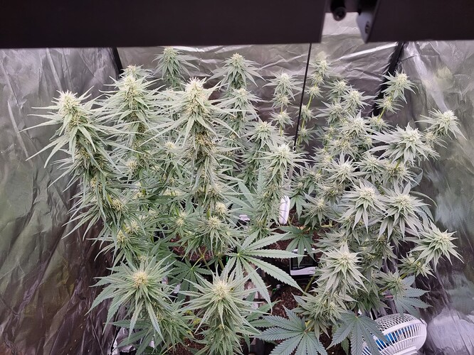 Growreport Bild 8