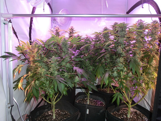 Growreport Bild 2