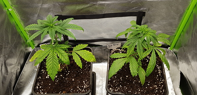 Growreport Bild 4