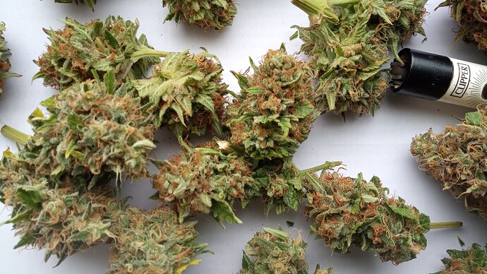 Growreport Bild 29