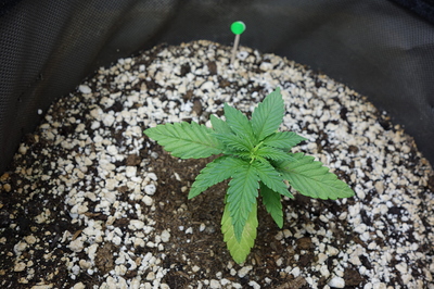 Ein junger Cannabissämling in einem Stofftopf, der sich in der Wachstumsphase befindet. Die Pflanze hat mehrere Blätter, wobei die unteren Blätter Anzeichen von Vergilbung zeigen.