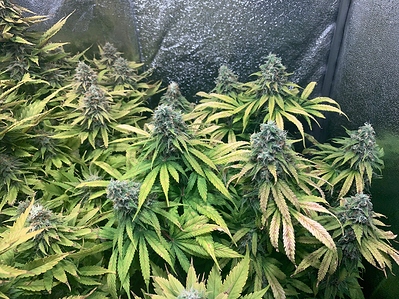 Growreport Bild 2