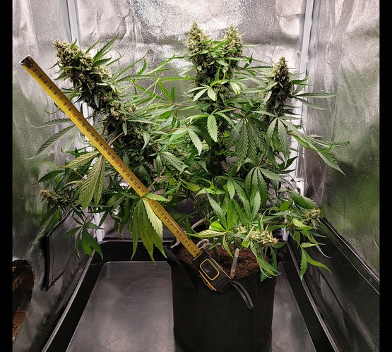 Growreport Bild 5