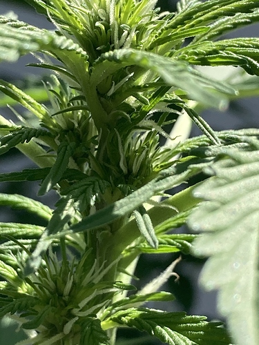 Growreport Bild 3