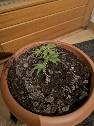 Growreport Bild 4