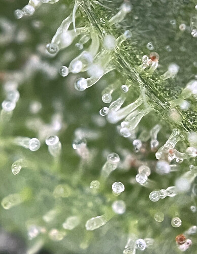 Growreport Bild 8