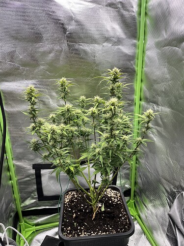 Growreport Bild 24