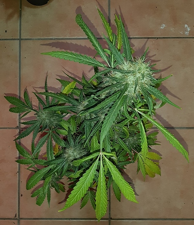 Growreport Bild 5