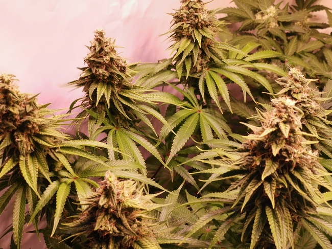 Growreport Bild 5