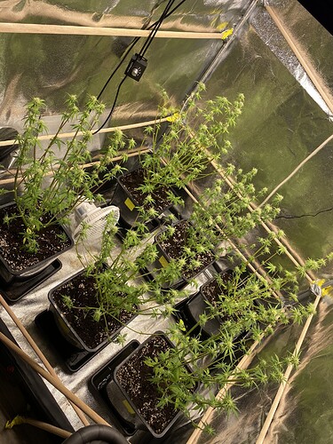 Growreport Bild 4