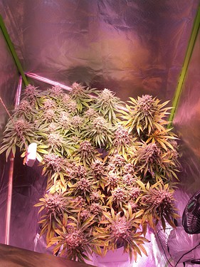 Growreport Bild 32