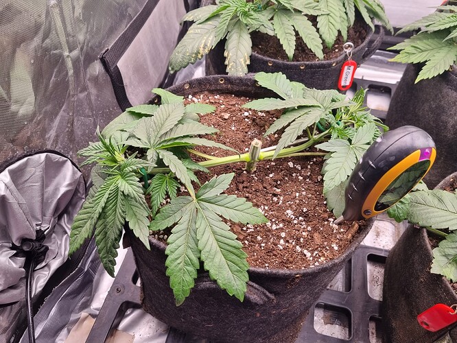 Growreport Bild 56