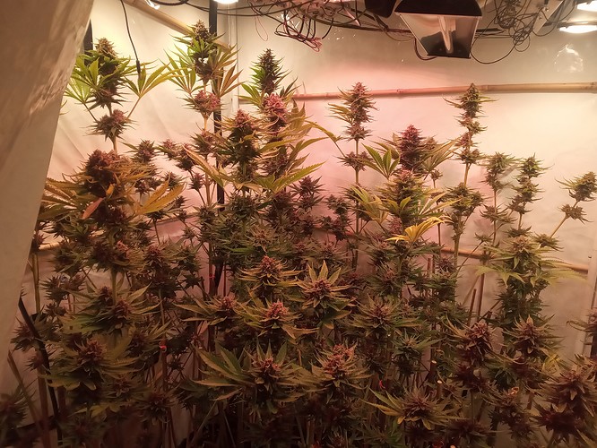 Growreport Bild 76