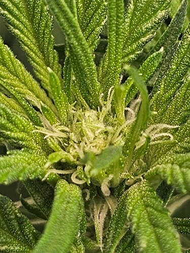 Growreport Bild 28