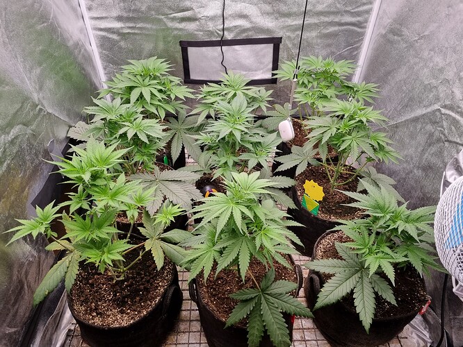 Growreport Bild 44