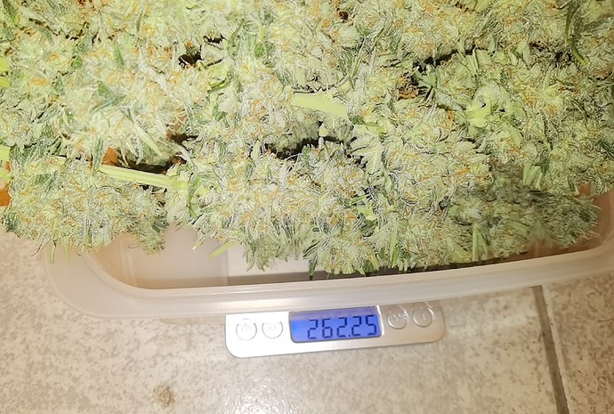 Growreport Bild 5