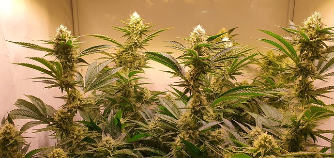 Growreport Bild 6