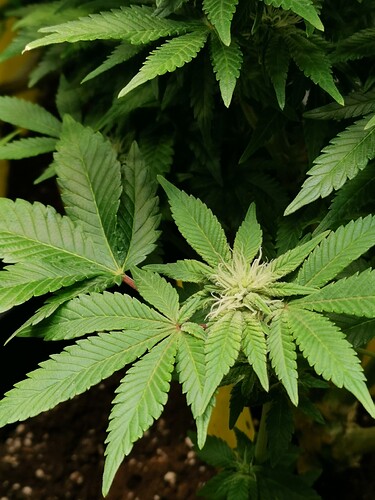 Growreport Bild 12