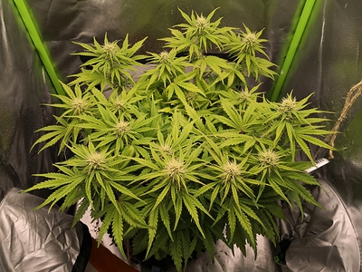 Growreport Bild 1