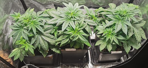 Growreport Bild 15