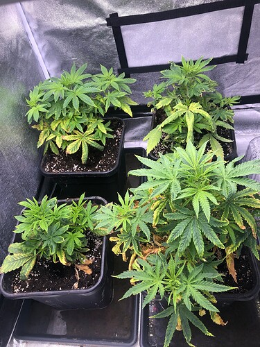 Growreport Bild 2