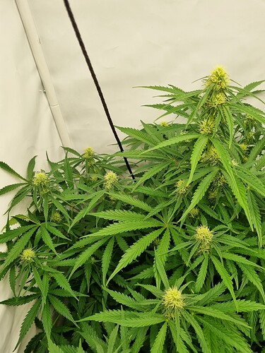 Growreport Bild 6