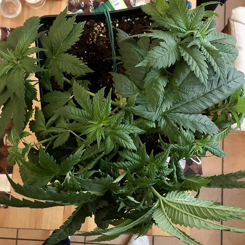 Growreport Bild 7