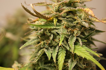 Growreport Bild 8
