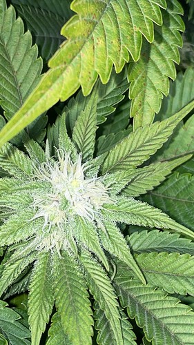 Growreport Bild 35