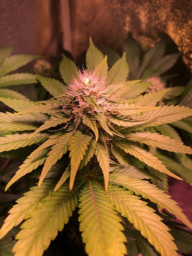 Growreport Bild 31