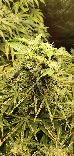 Growreport Bild 2