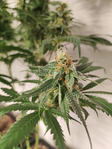 Growreport Bild 3