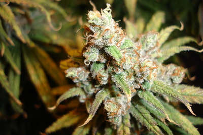 Growreport Bild 29