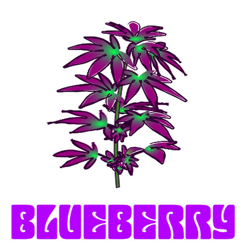 BlueberryPNGtest_1000