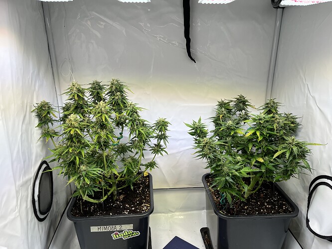Growreport Bild 3