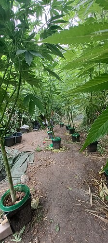 Growreport Bild 25
