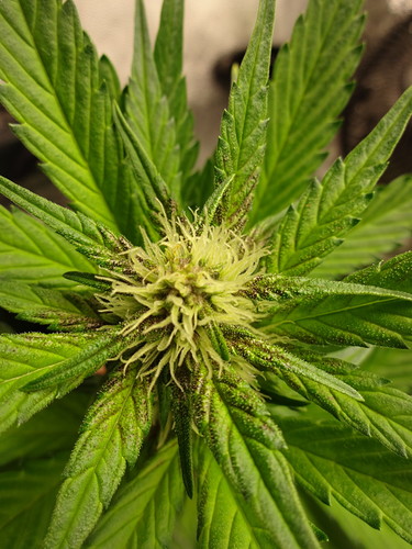 Growreport Bild 16