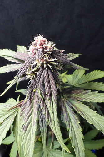 Growreport Bild 1