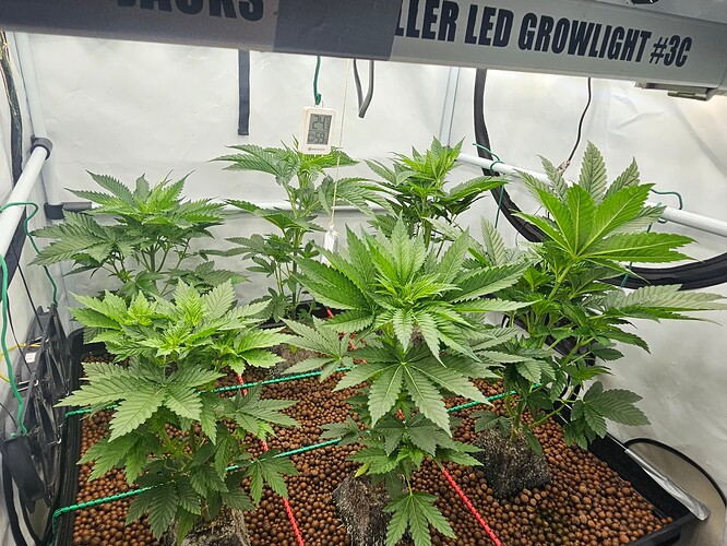 Growreport Bild 13
